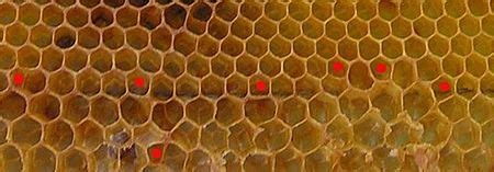 honeycomb traduction|HONEYCOMB .